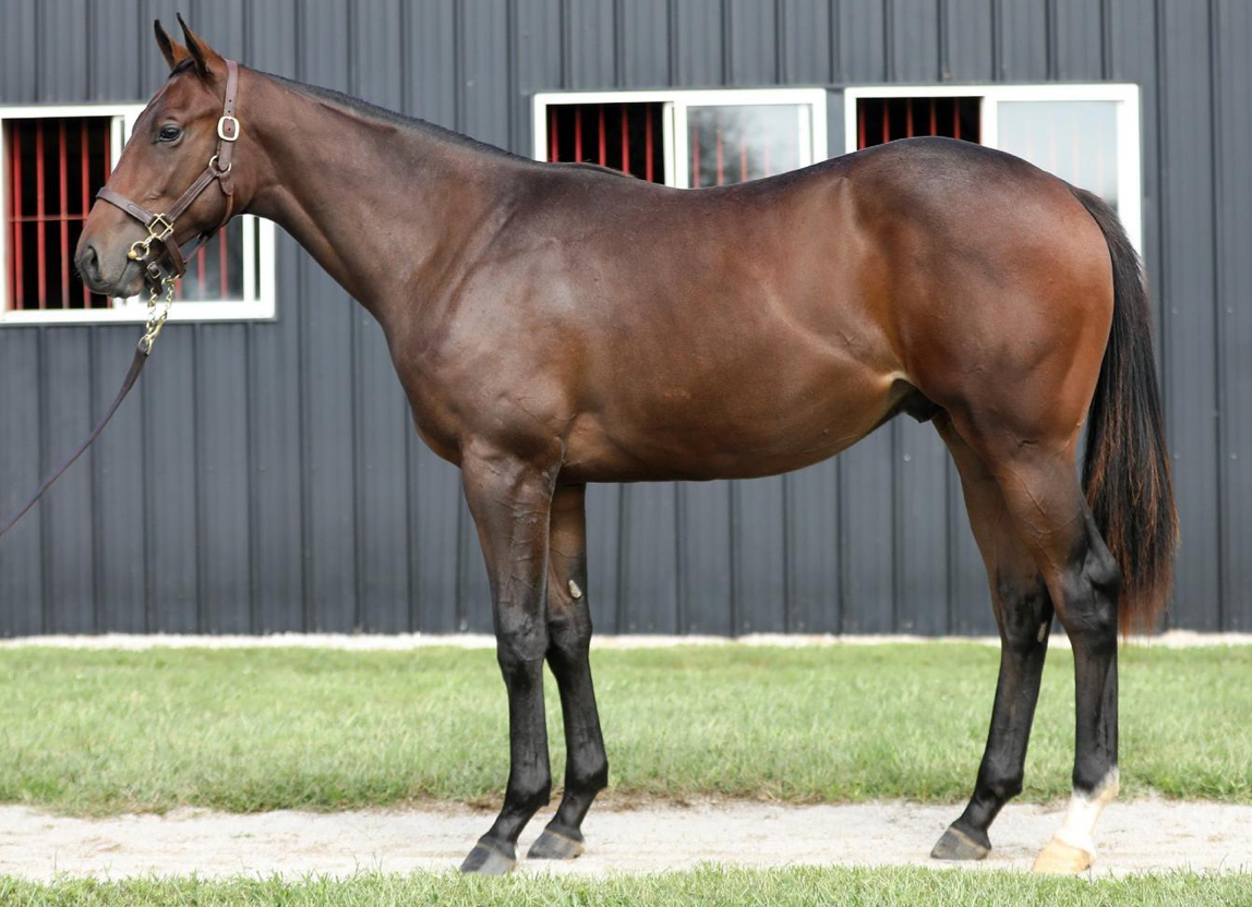 Adelphi Strikes At Keeneland September - Lands Full Brother To Sadler's Joy