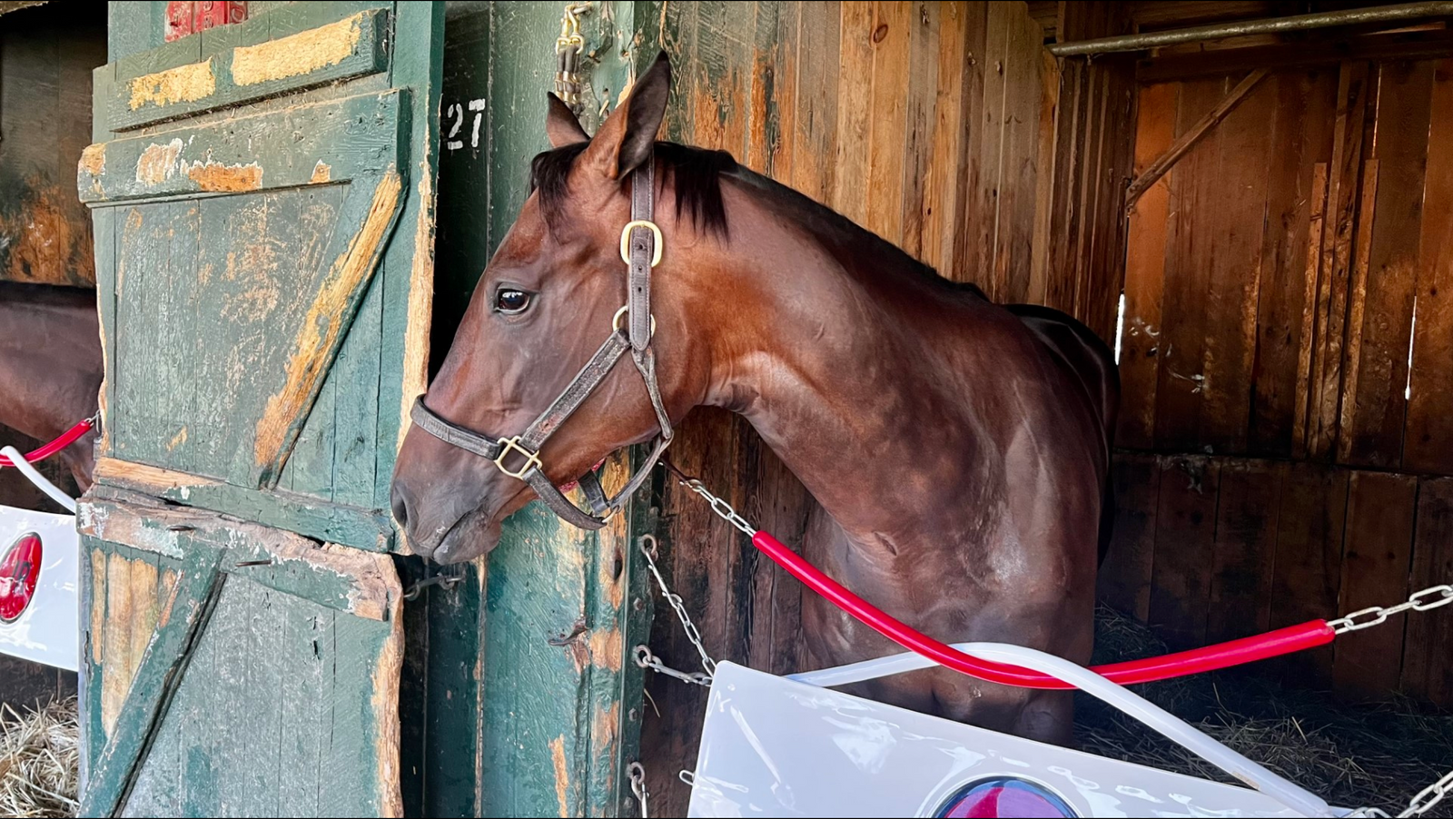 Adelphi Racing Acquires Minority Interest In Promising 2-Year-Old Filly - She's Wicked Smart