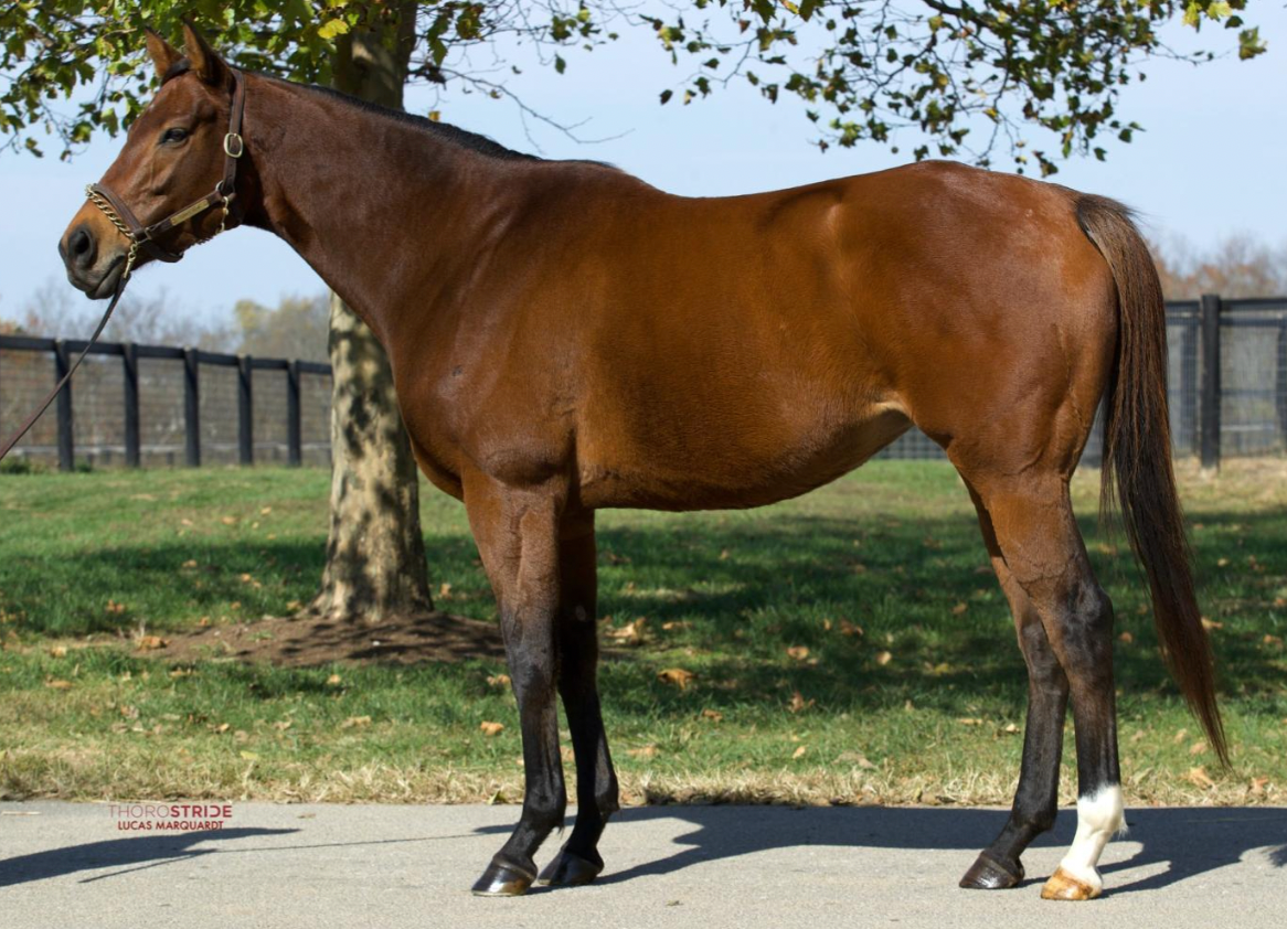 Stakes winner Funny How tops Book 1 at Keeneland (For The New York Breds)