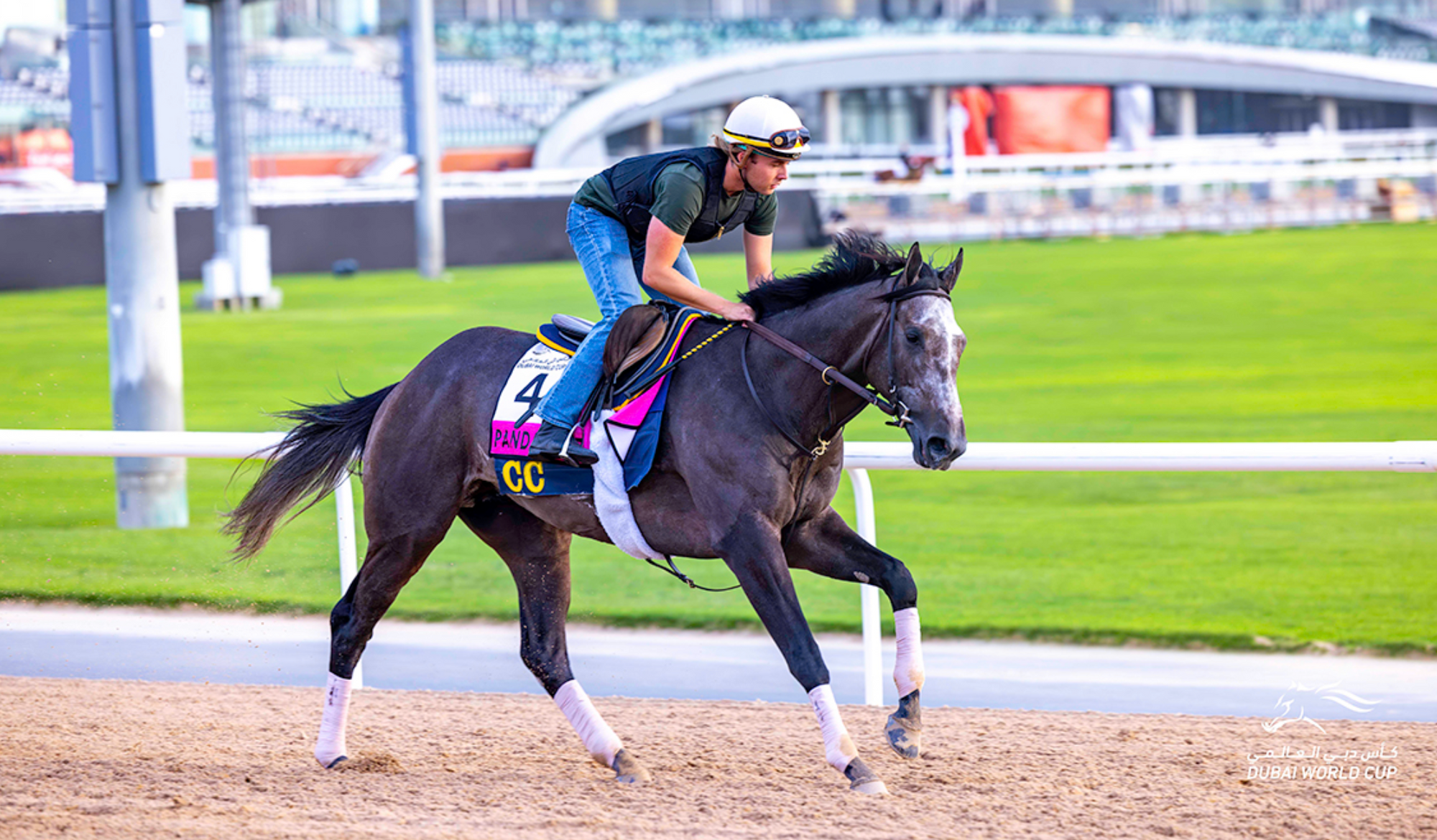 Pandagate Named A Finalist For New York-bred 3-Year-Old Divisional Championship