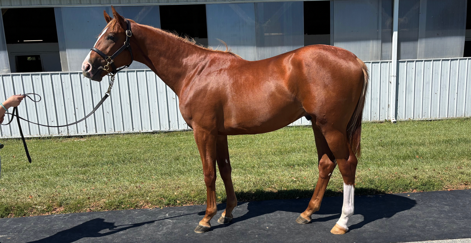 Adelphi Picks Up Tonalist Yearling Colt At Fasig Tipton MId-Atlantic Sale
