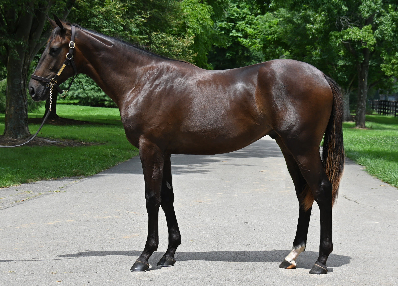 Adelphi Lands Three Colts At Fasig Tipton Saratoga NYB Sale!