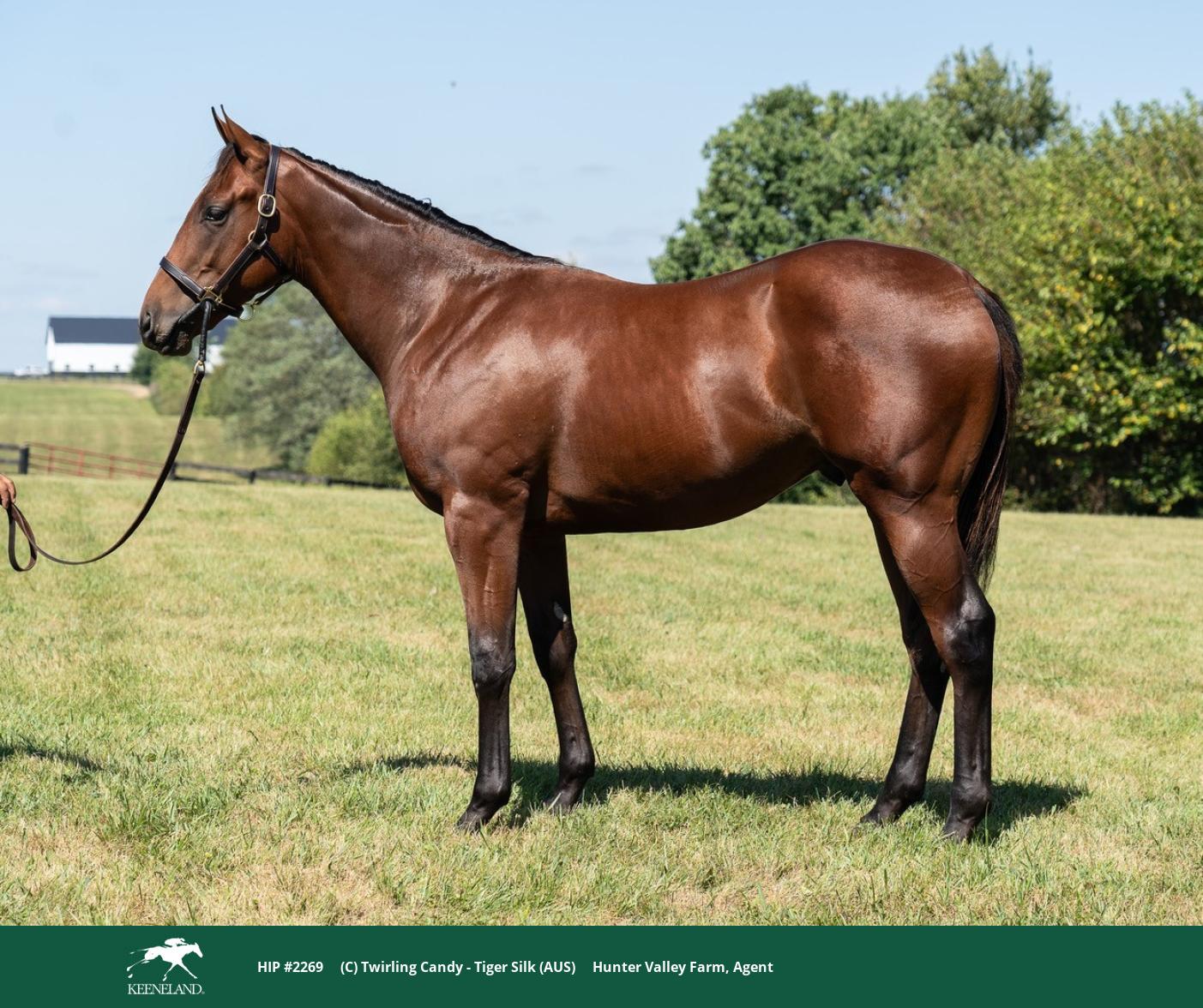 Adelphi Purchases Twirling Candy Colt At Keeneland September Sale