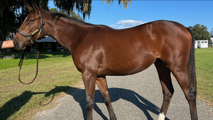 Constitution Filly (Not Named Yet) - 2-Year-Old