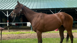 Bint Al Dandy (IRE)