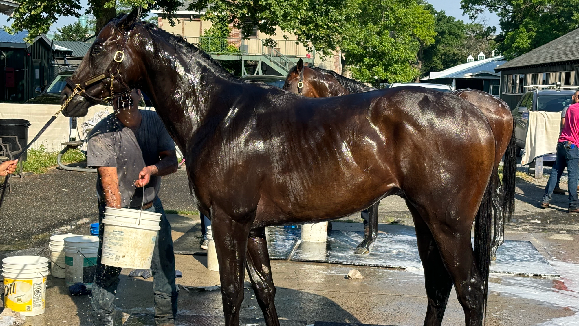 One Nine Hundred (2-Year-Old Colt)