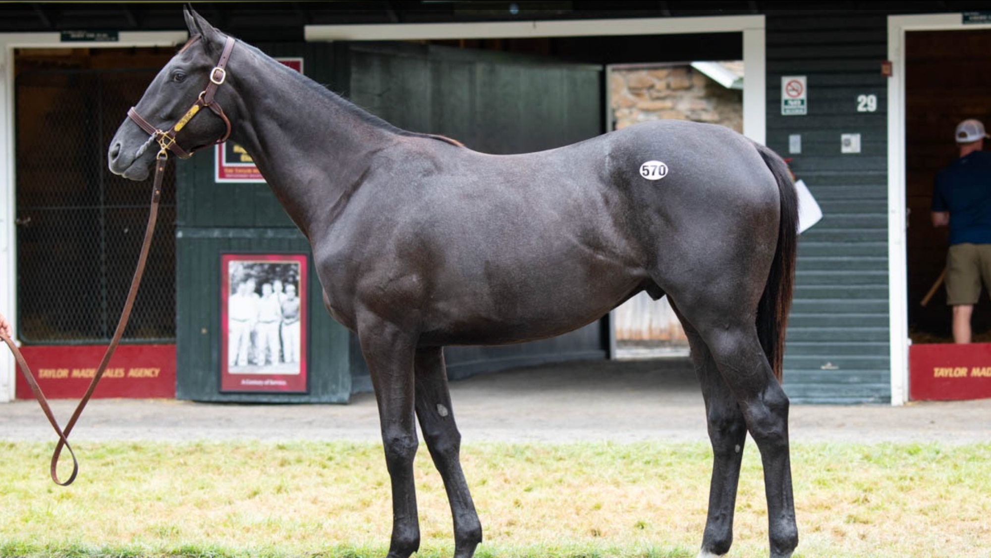 Time To Roll - YEARLING (NYB)