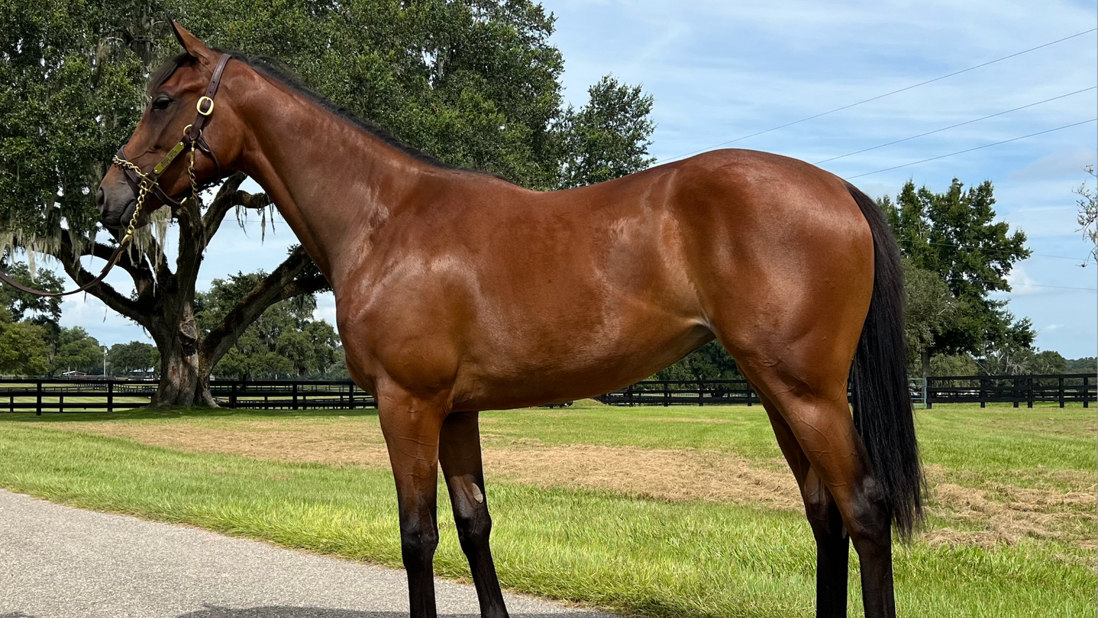 Panamama - 2-Year-Old (NYB)