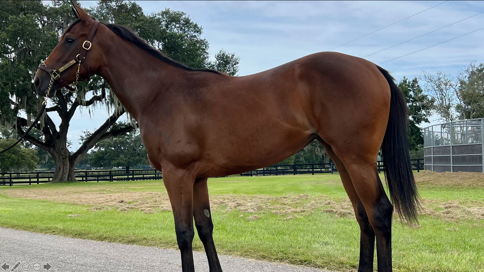 Extravagant - 2-Year-Old (NYB)