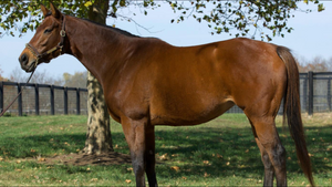 Funny How (Broodmare)