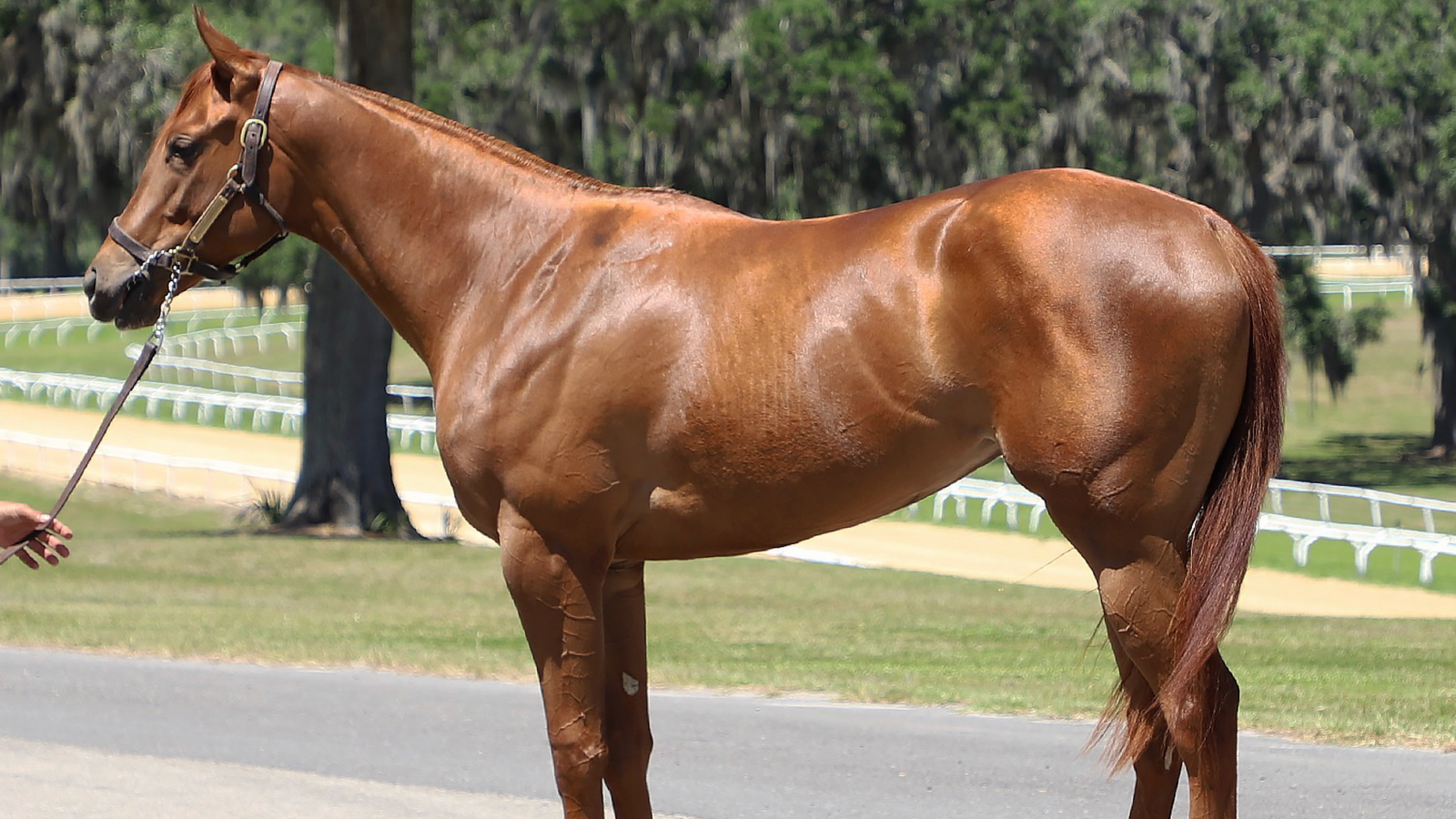 Luckbeourlady - 2-Year-Old (NYB)