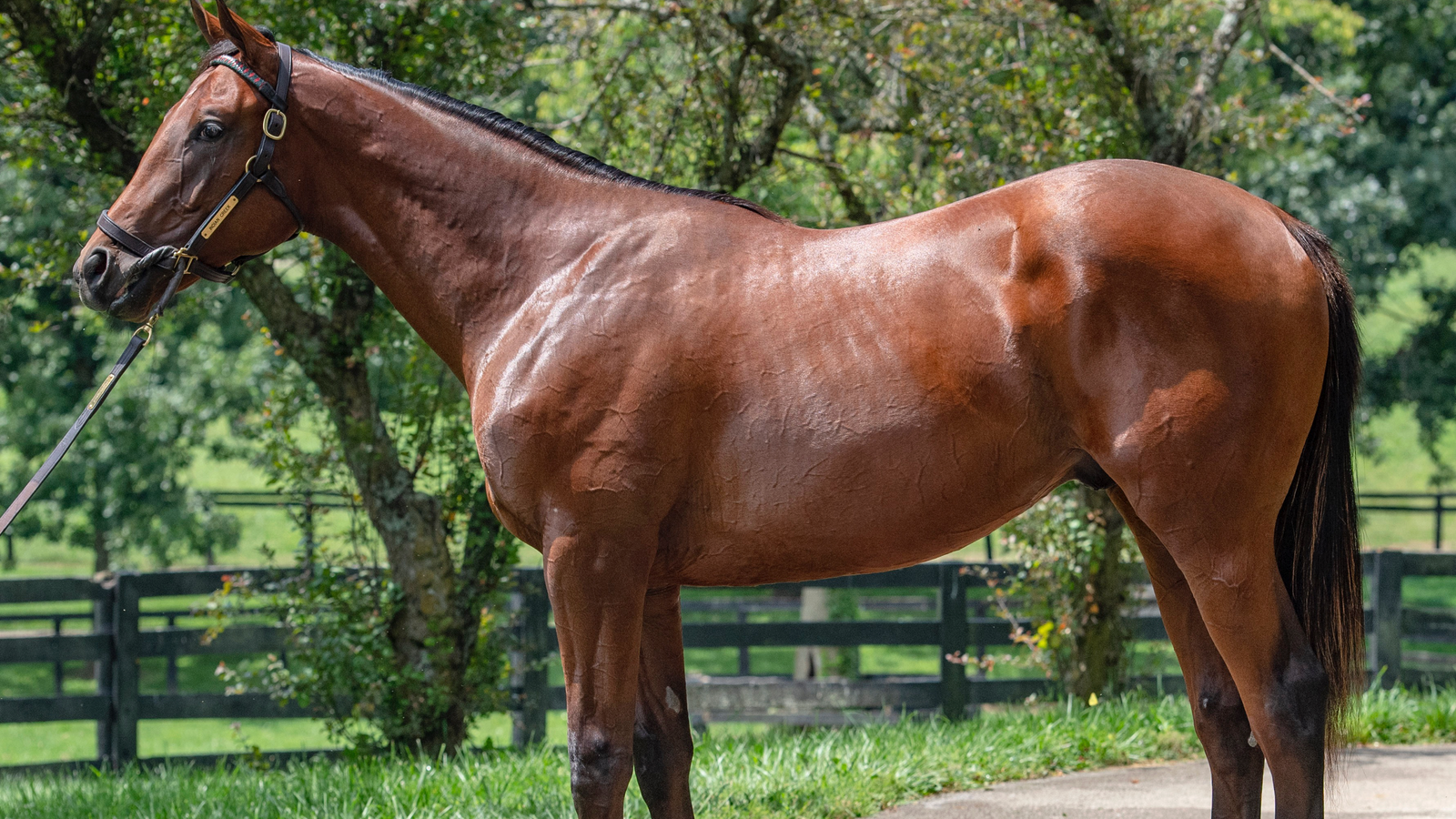 EPICENTER-FOREST VALENTINE - YEARLING (NYB)
