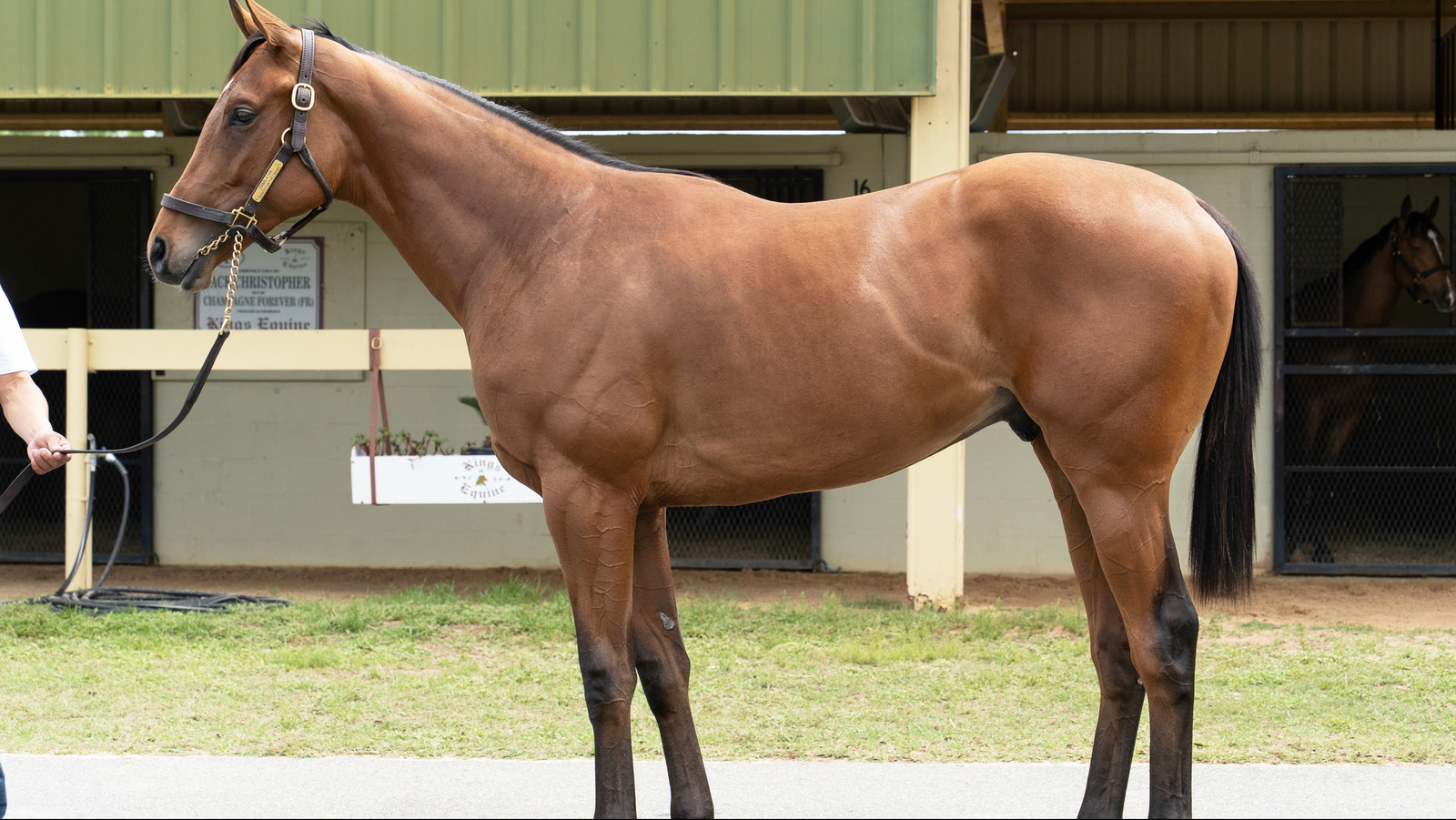 CHARLATAN - DANCEFORTHEEMPIRE (2-YEAR-OLD)
