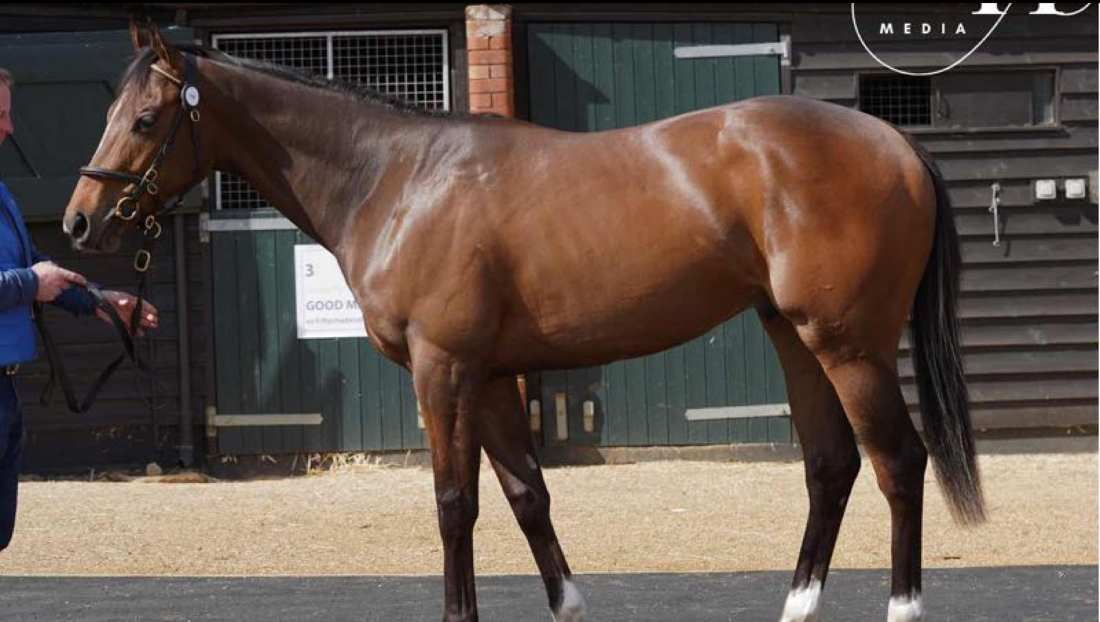 MINZAAL(IRE) - SINGSONG LADY (IRE) (2-YEAR-OLD)