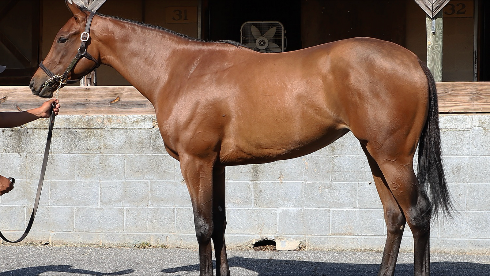 PINEHURST - IMFOREAL (2-YEAR-OLD)
