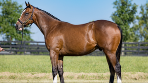 TAKE CHARGE INDY-FRENCH KISSING (NYB YEARLING COLT)