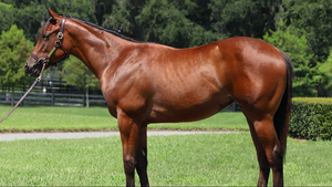 GOLDEN PAL-GUN CLUB (NYB YEARLING FILLY)