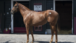 FLAMEAWAY-I'M GLAD (IRE) (NYB YEARLING COLT)