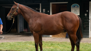BUCCHERO-ATHENIAN (IRE) (NYB YEARLING COLT)