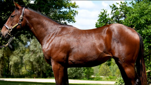 SOUPER SPEEDY-SUMMERTIME BLUES (YEARLING FILLY)