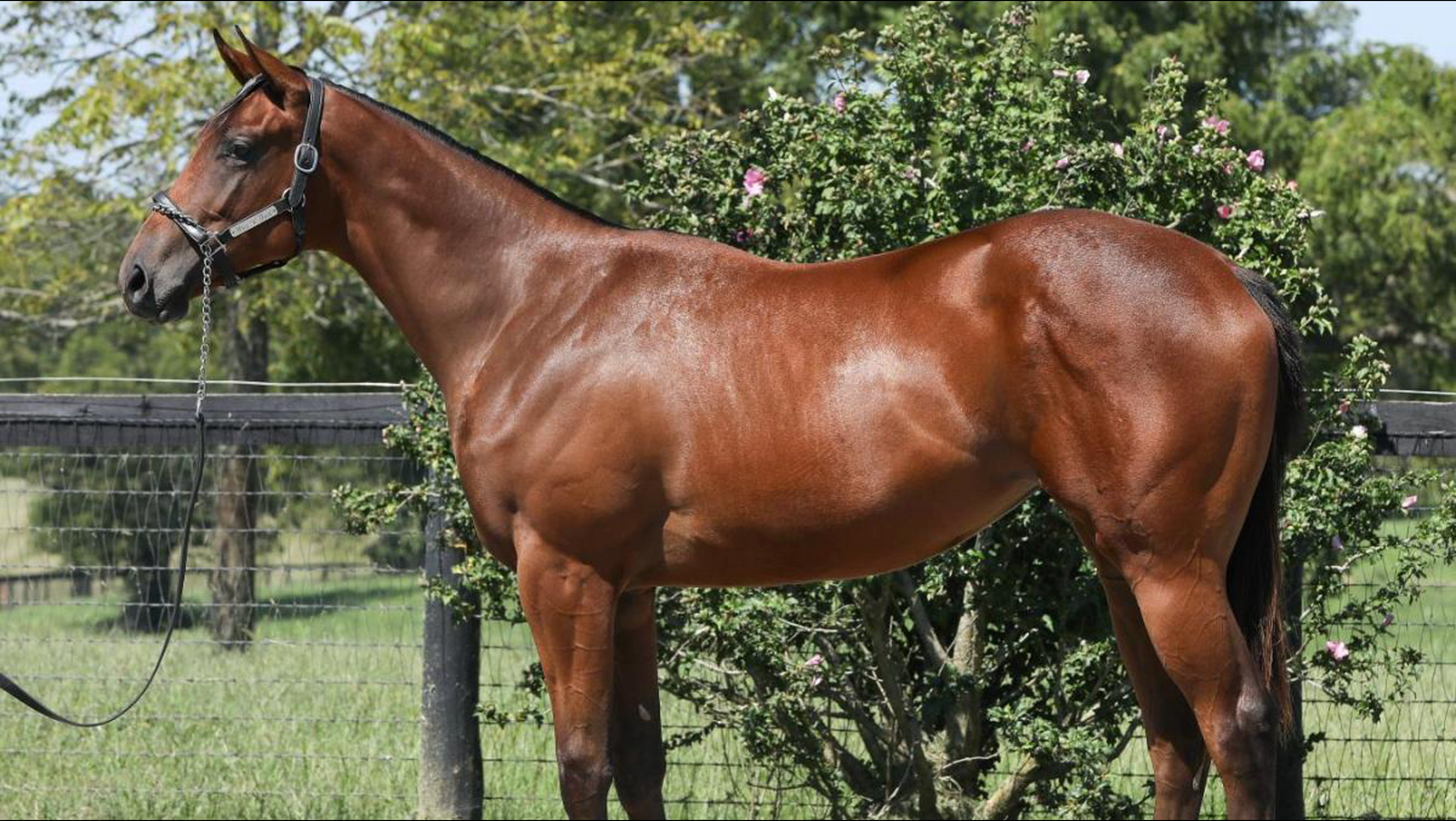 CITY OF LIGHT-GUILEFUL (YEARLING FILLY)