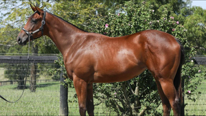 CITY OF LIGHT-GUILEFUL (YEARLING FILLY)