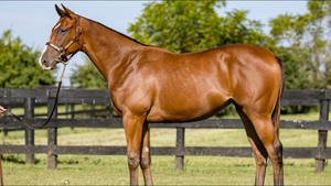 HIGHLY MOTIVATED-ONE MORE MINUTE (YEARLING FILLY)