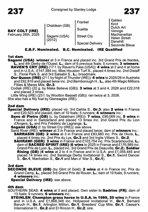 CHALDEAN (GB)-SAGAMI (USA) (YEARLING COLT)