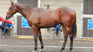 CHALDEAN (GB)-SAGAMI (USA) (YEARLING COLT)