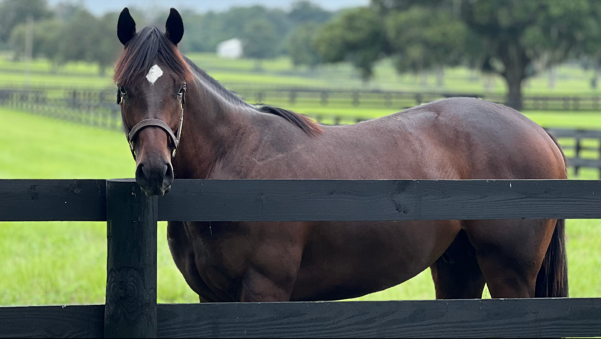 Dreams of Rome - YEARLING (NYB)