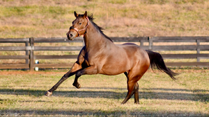 Lady McSparkles (2-Year-Old Filly)