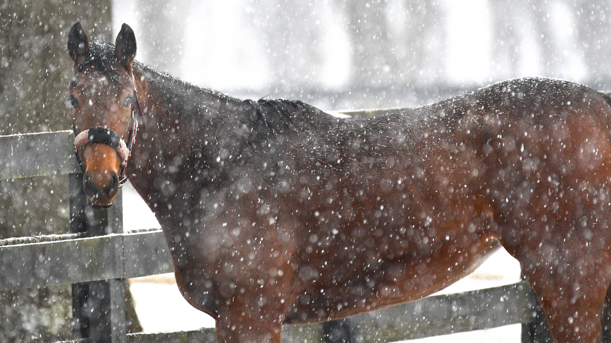 Lady McSparkles (2-Year-Old Filly)