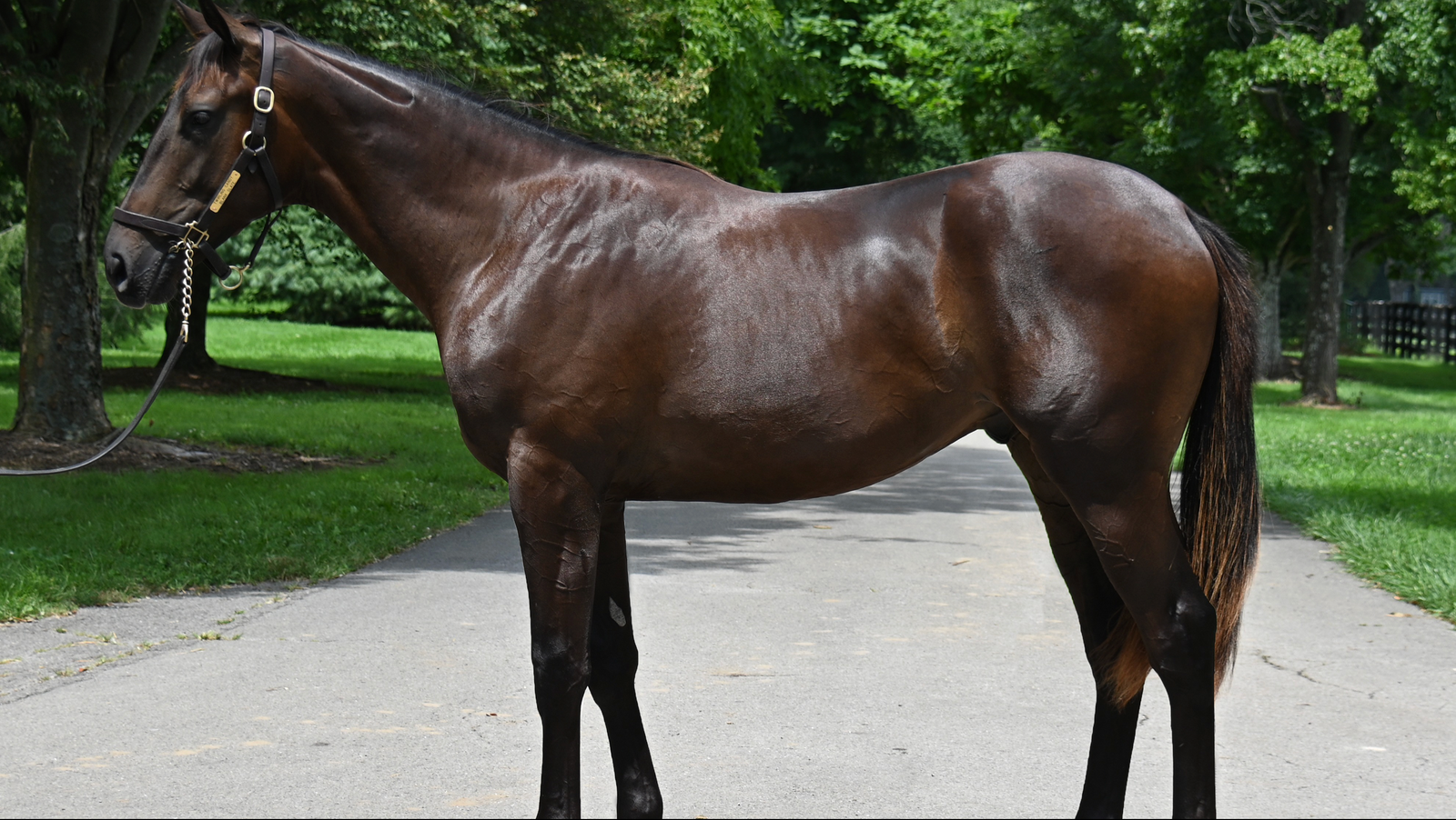 TWIRLING CANDY-BLANK SLATE - YEARLING (NYB)