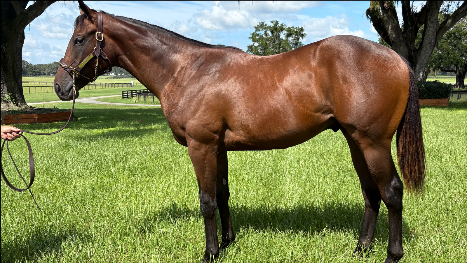 SPEAKER'S CORNER-PASSE - YEARLING (NYB)