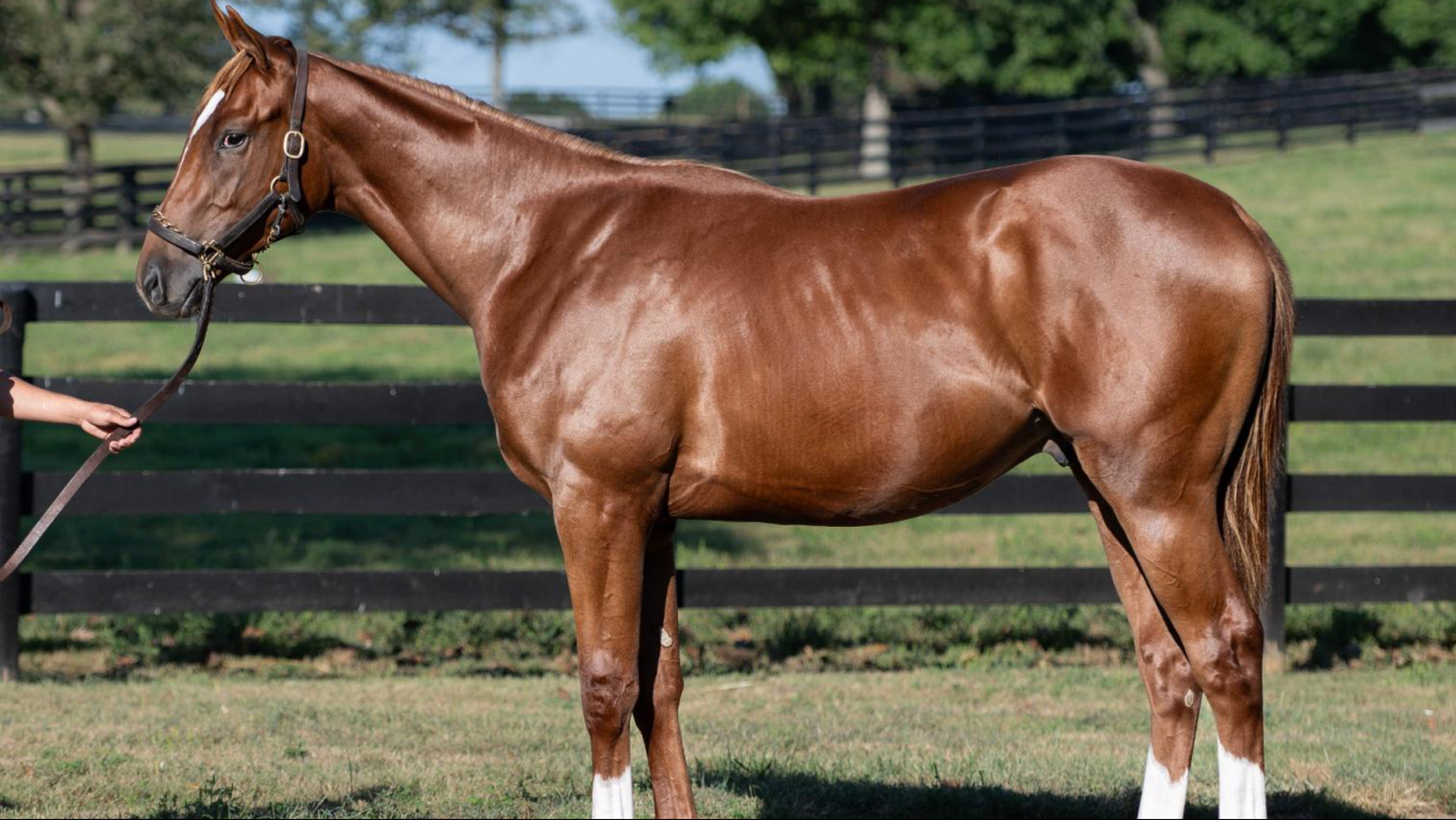 LOOKIN AT LUCKY-FLORAL PARK - YEARLING
