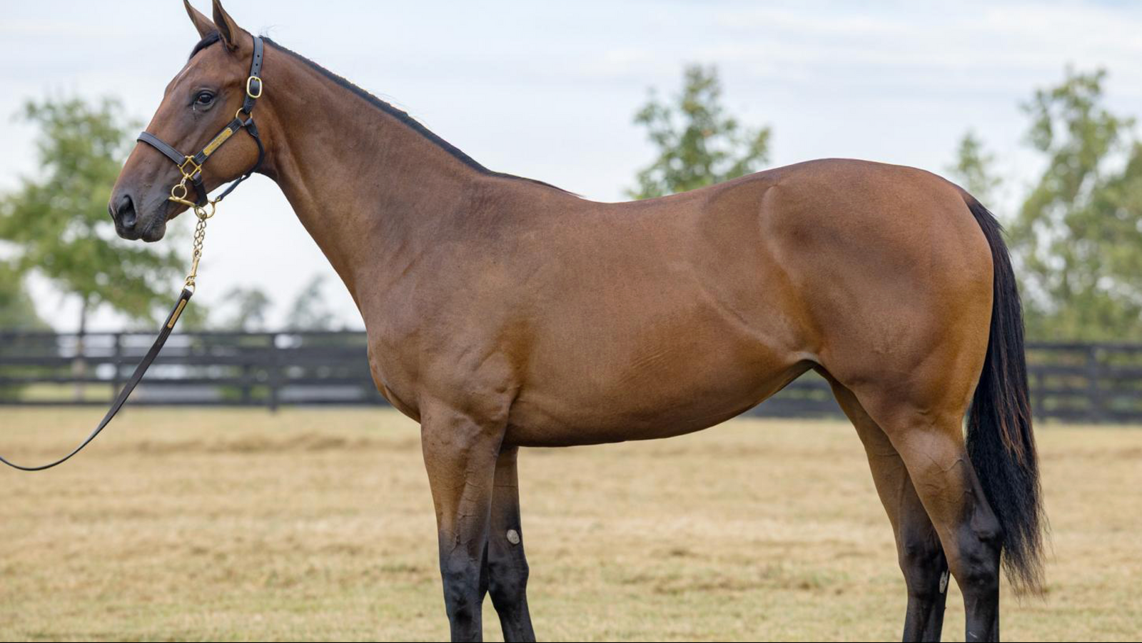 VIOLENCE-ROCKIN READY - YEARLING (NYB)