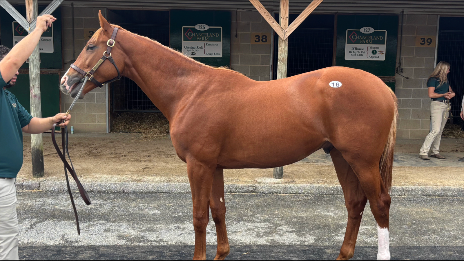 TONALIST-LITTLE BRISTOL - YEARLING