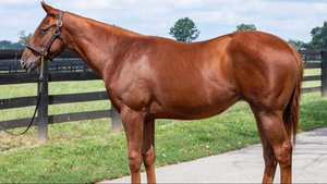 CHARLATAN-O SERAPHINA (YEARLING COLT)