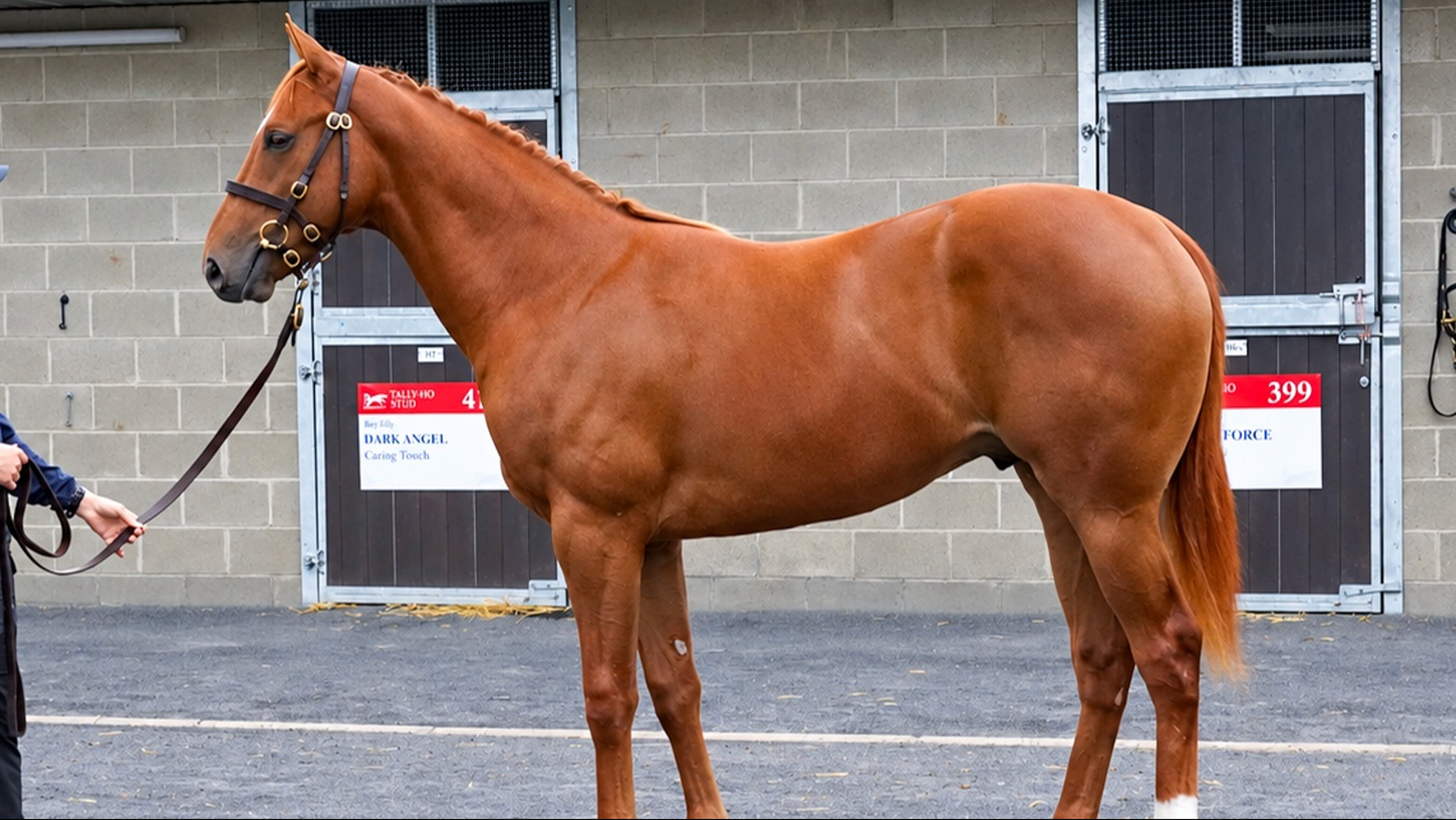 STARMAN (GB)-PIPSY'S SISTER (IRE) (YEARLING COLT)
